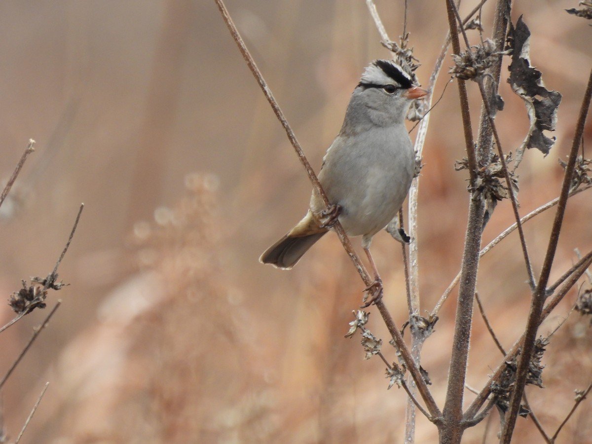 White-crowned Sparrow - ML645746434