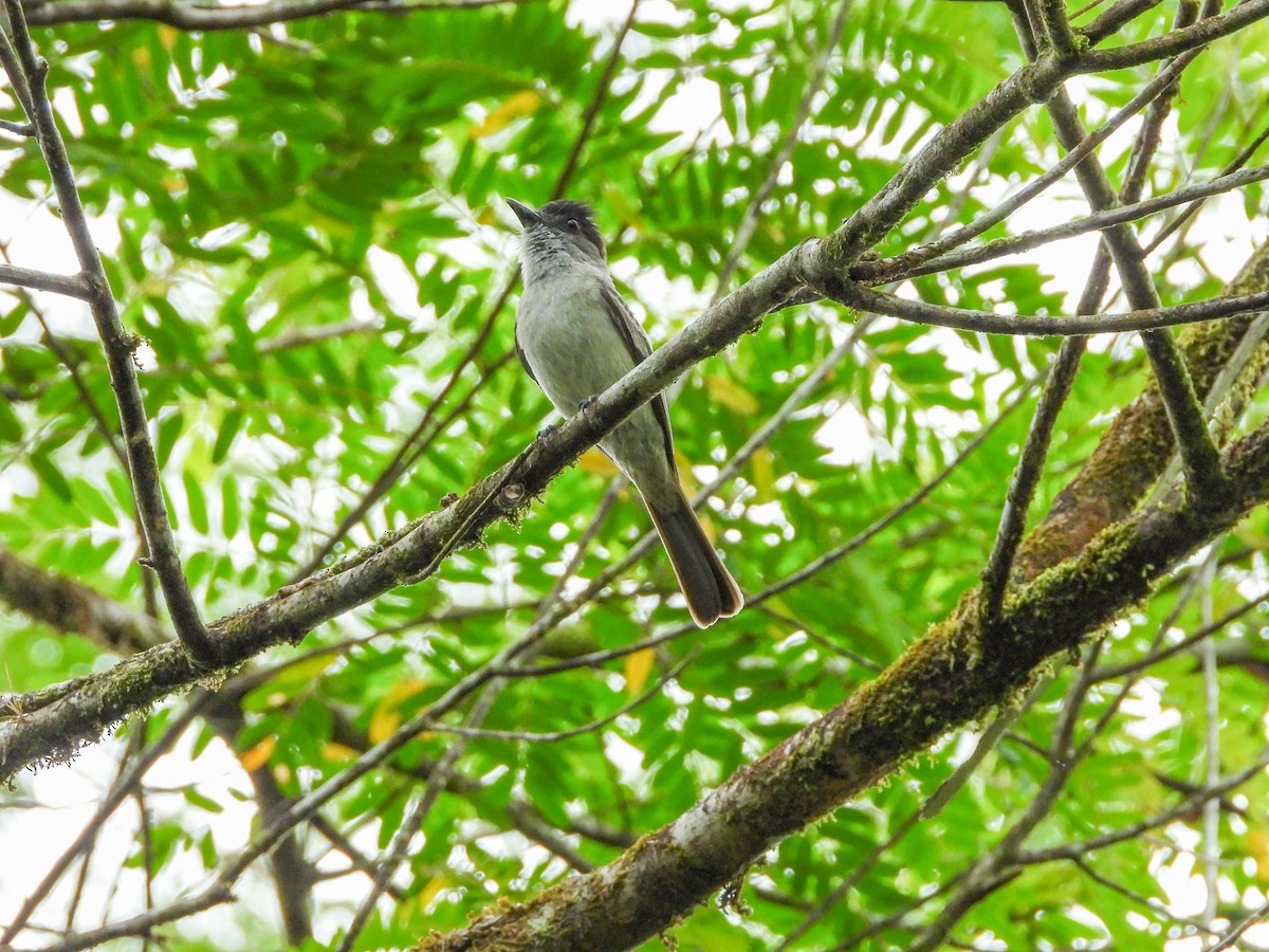 Sibilant Sirystes - ML645746438