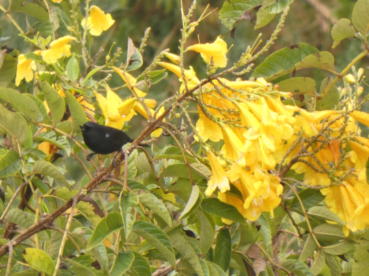 Glossy Flowerpiercer - ML645746440