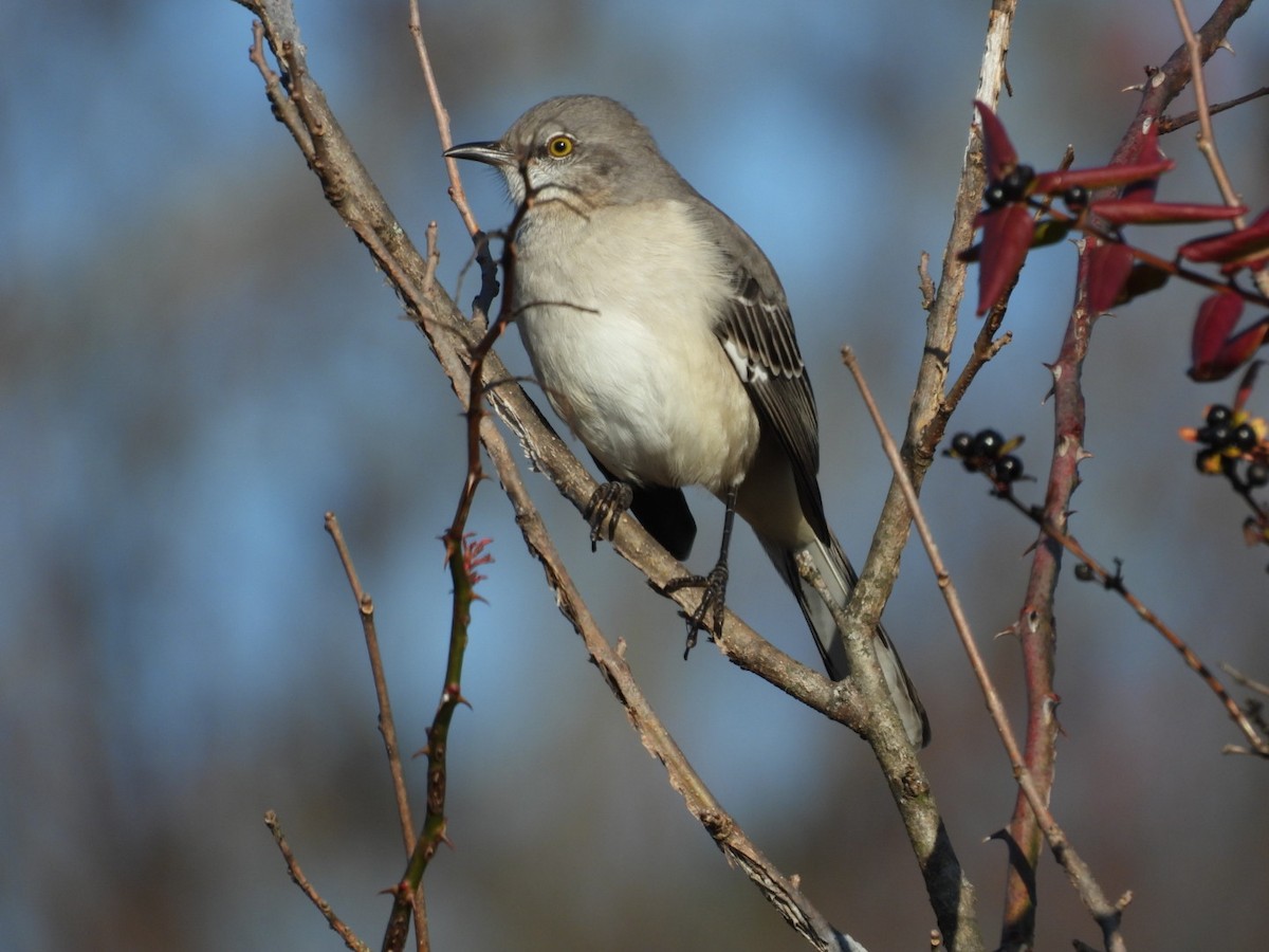 Northern Mockingbird - ML645746444