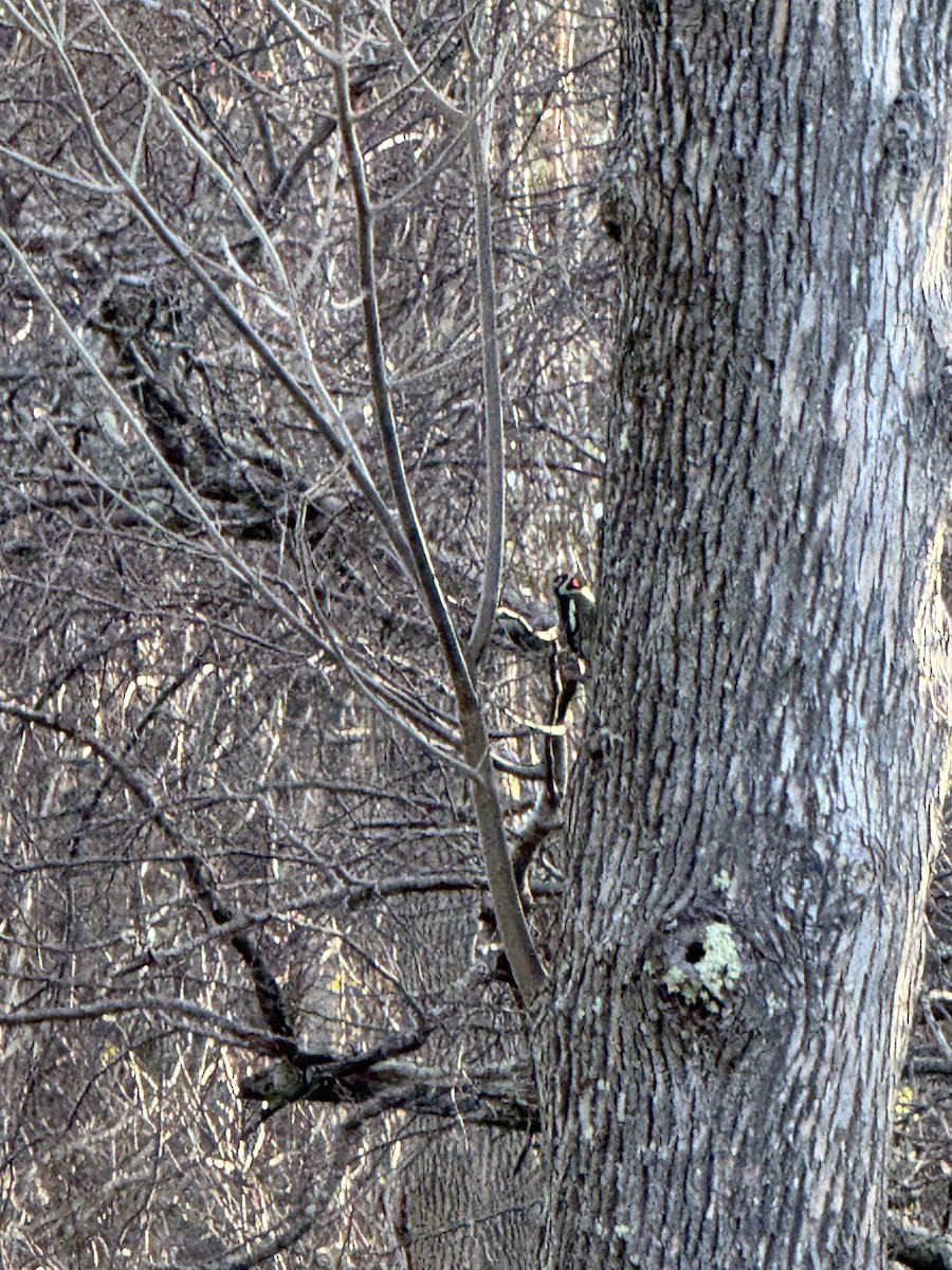 Yellow-bellied Sapsucker - ML645746446