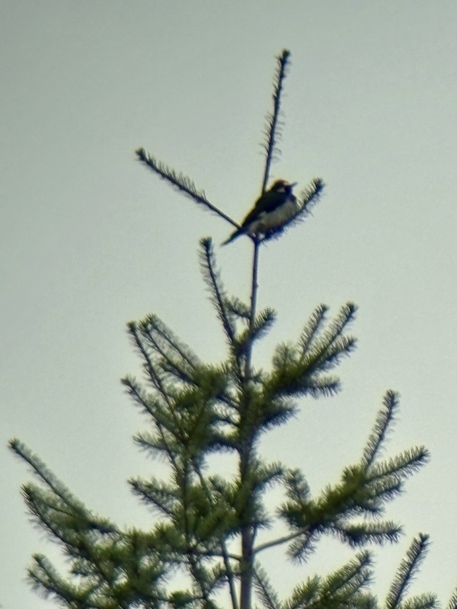 Acorn Woodpecker - ML645746447
