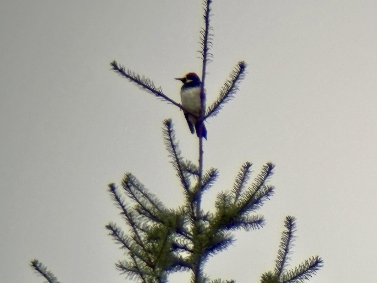 Acorn Woodpecker - ML645746448