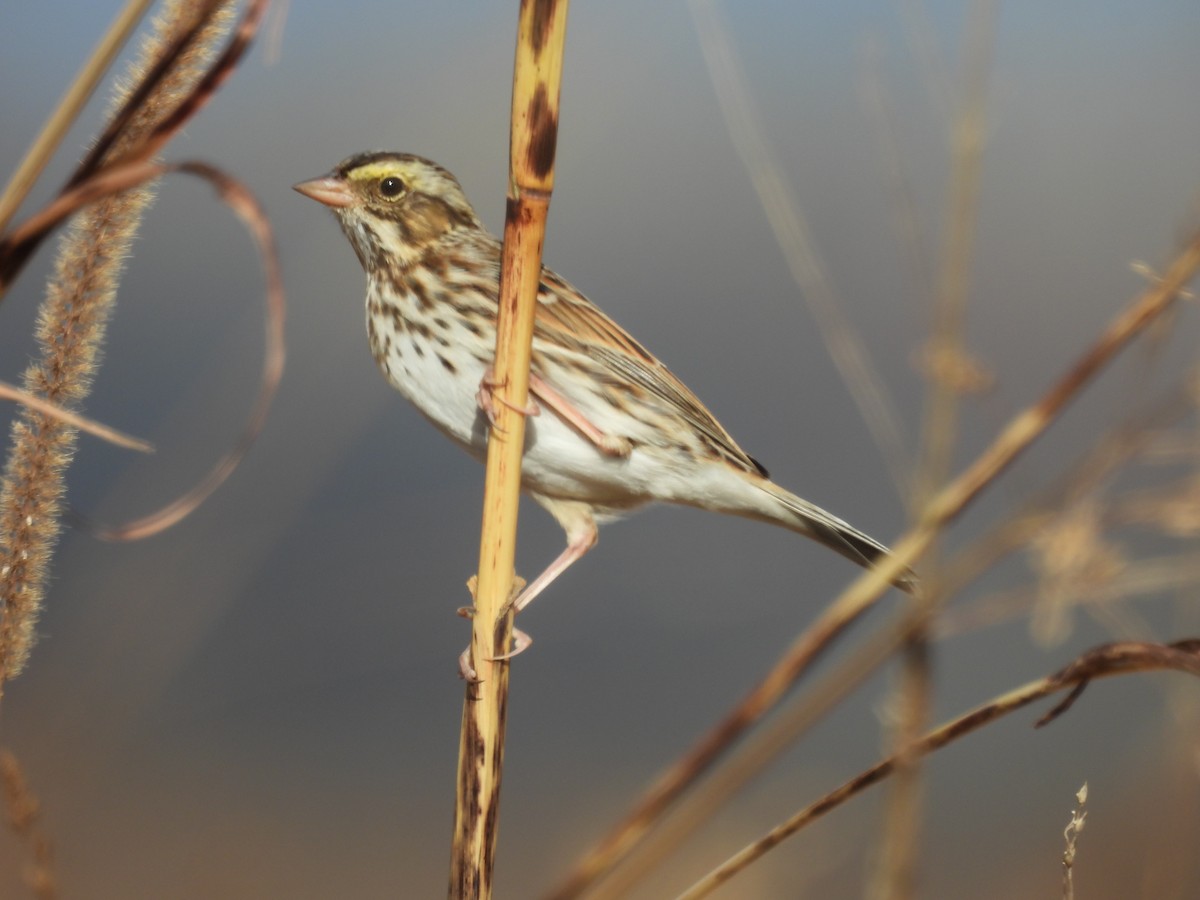 Savannah Sparrow - ML645746449