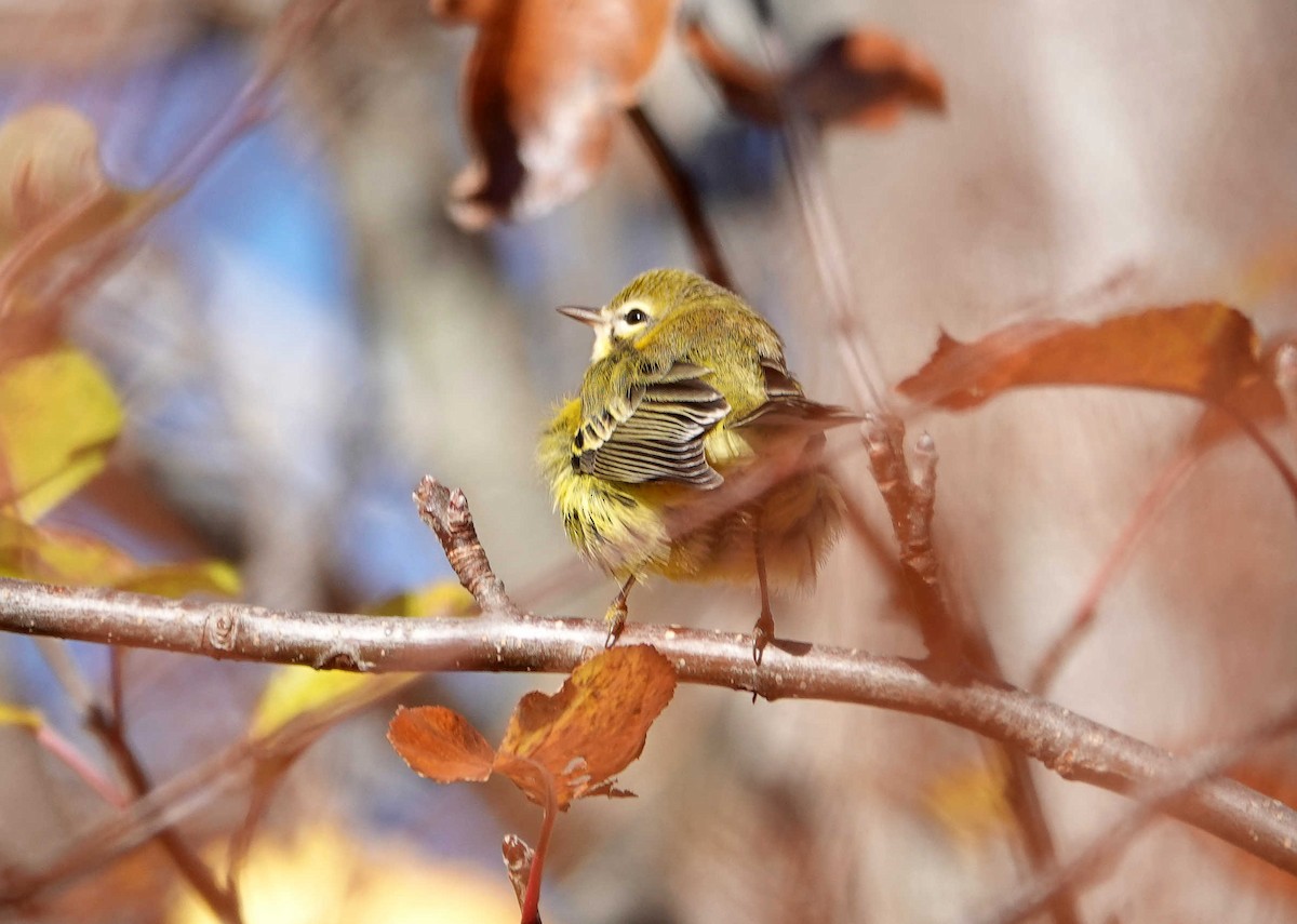 Prairie Warbler - ML645746450