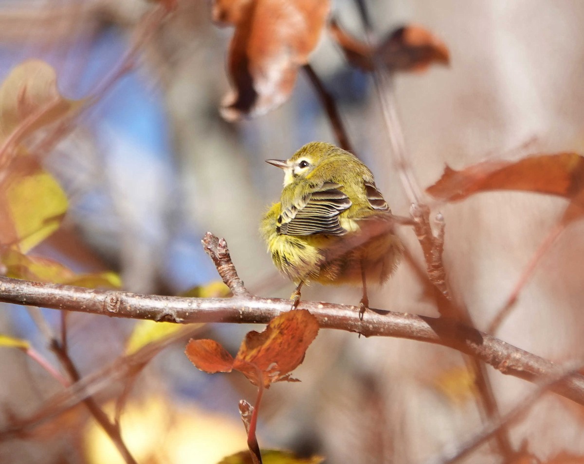 Prairie Warbler - ML645746451