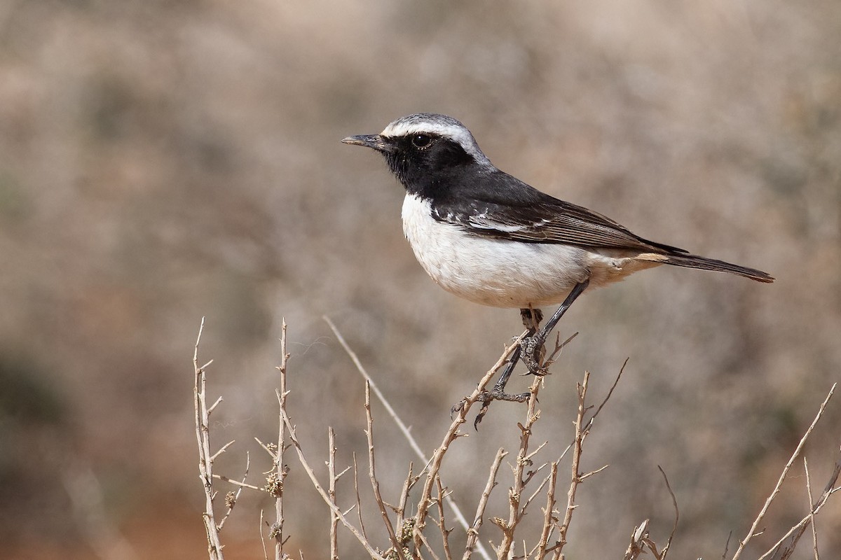 Red-rumped Wheatear - ML645746452