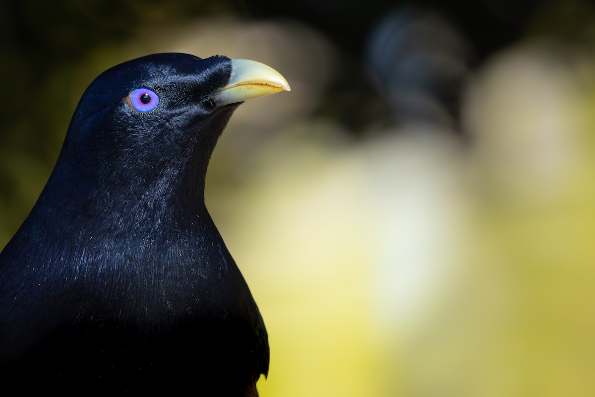 Satin Bowerbird - ML645746453