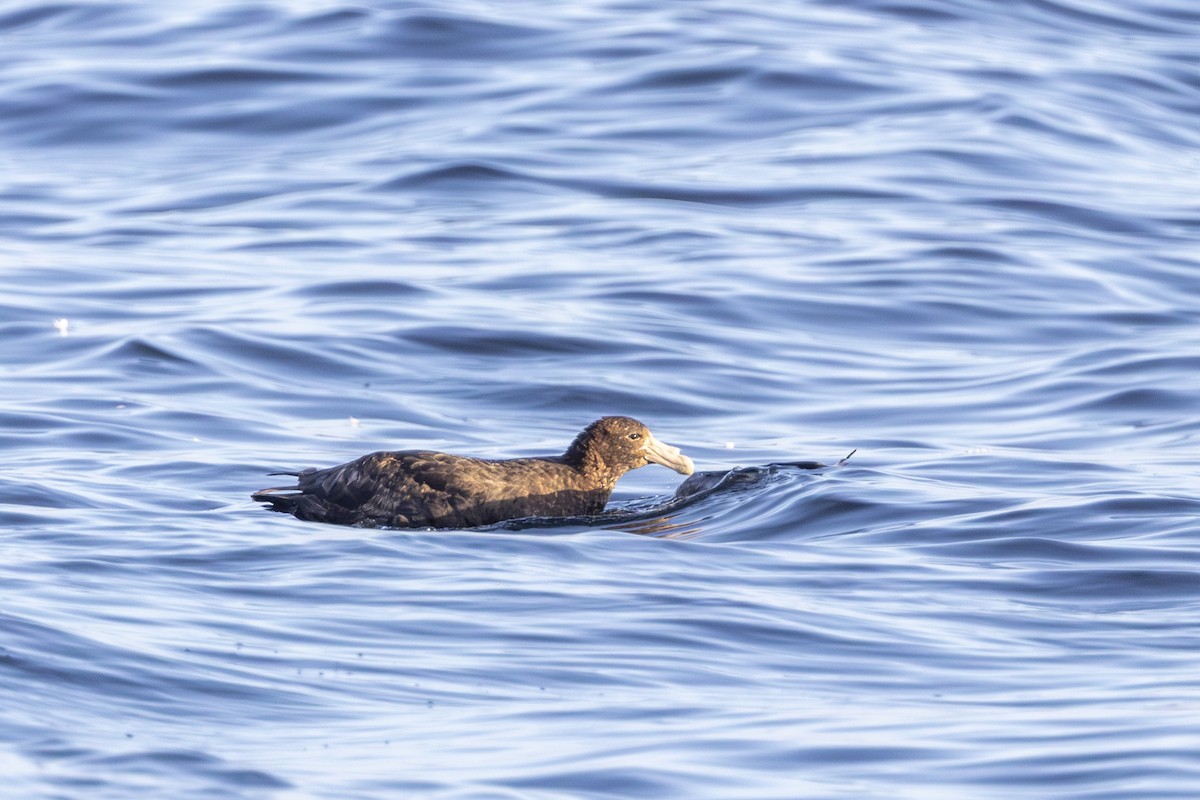 Southern Giant-Petrel - ML645746454