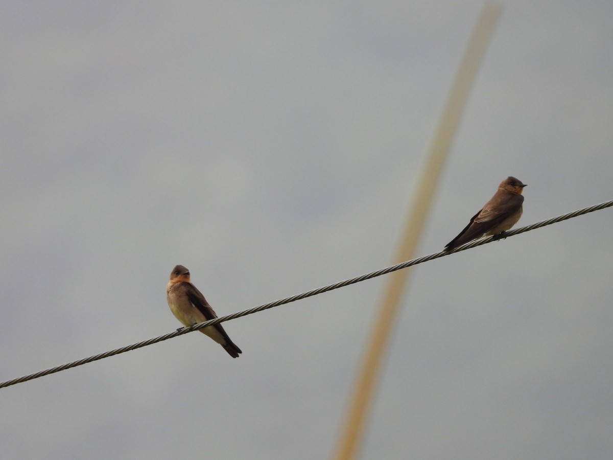 Southern Rough-winged Swallow - ML645746455