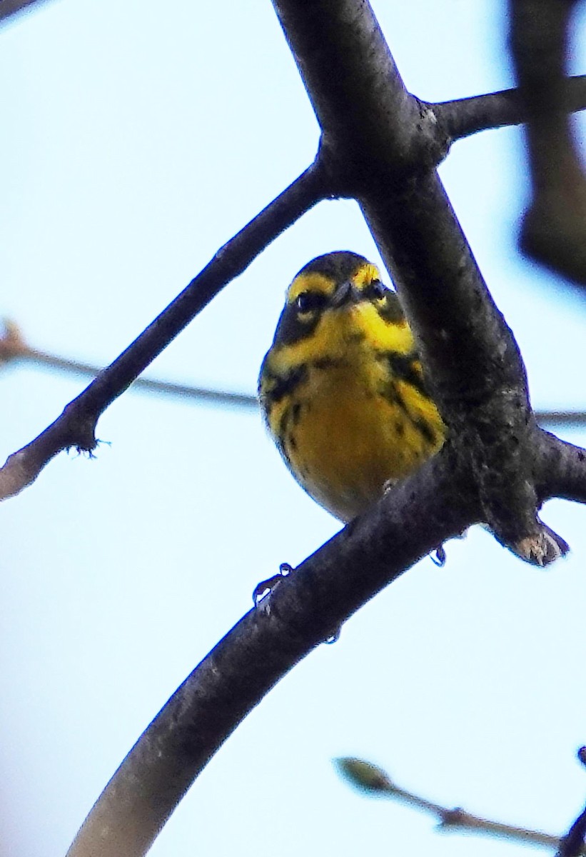 Townsend's Warbler - ML645746456