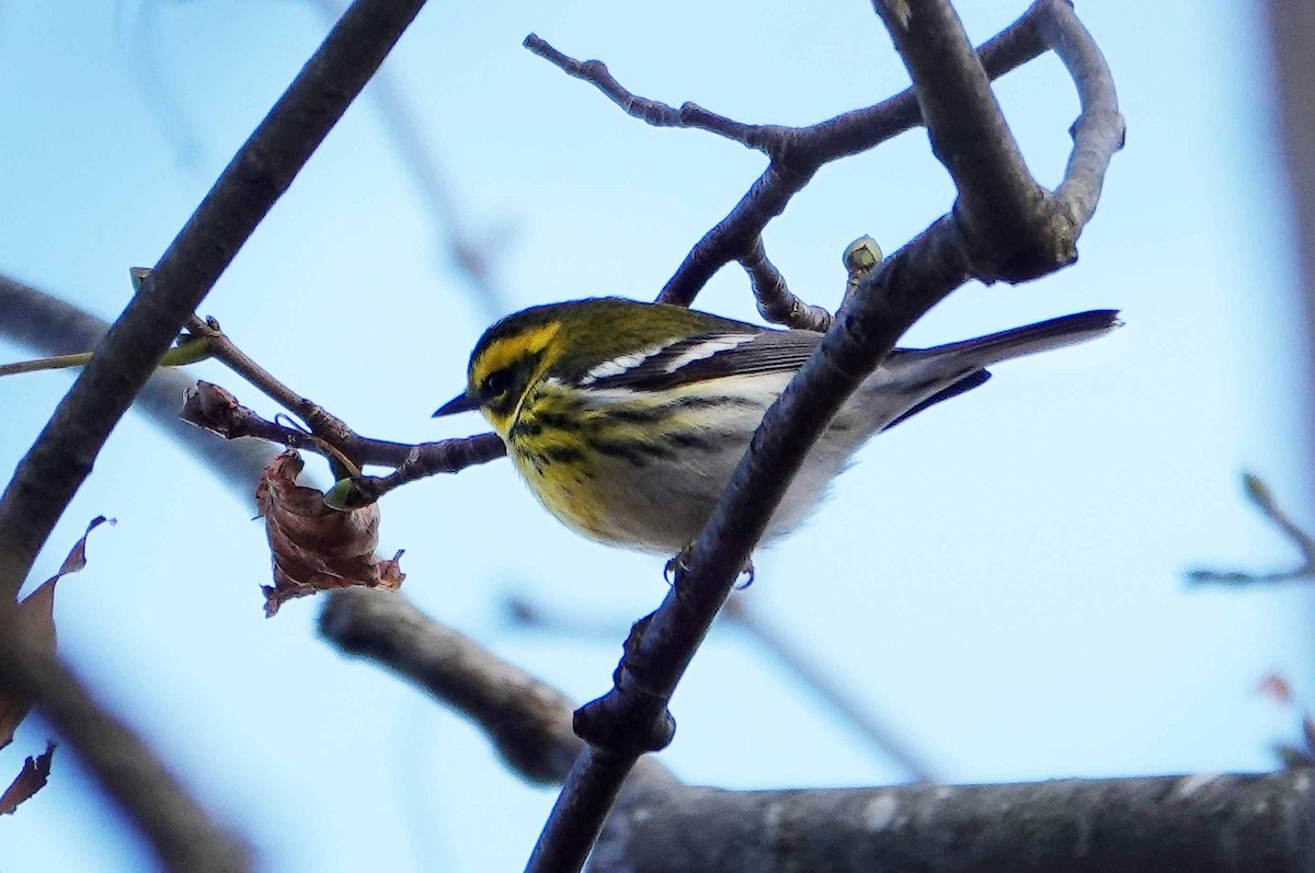 Townsend's Warbler - ML645746457