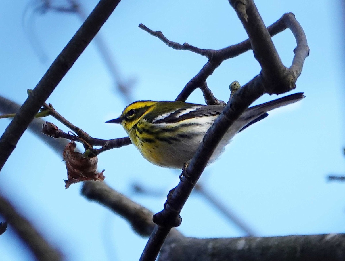 Townsend's Warbler - ML645746458