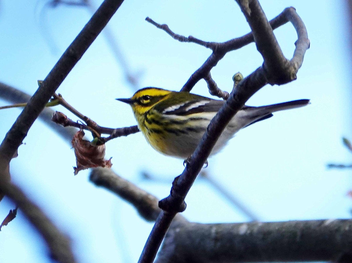 Townsend's Warbler - ML645746459