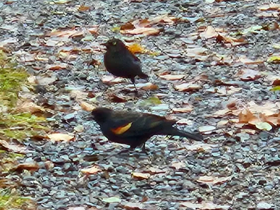 Rusty Blackbird - ML645746461