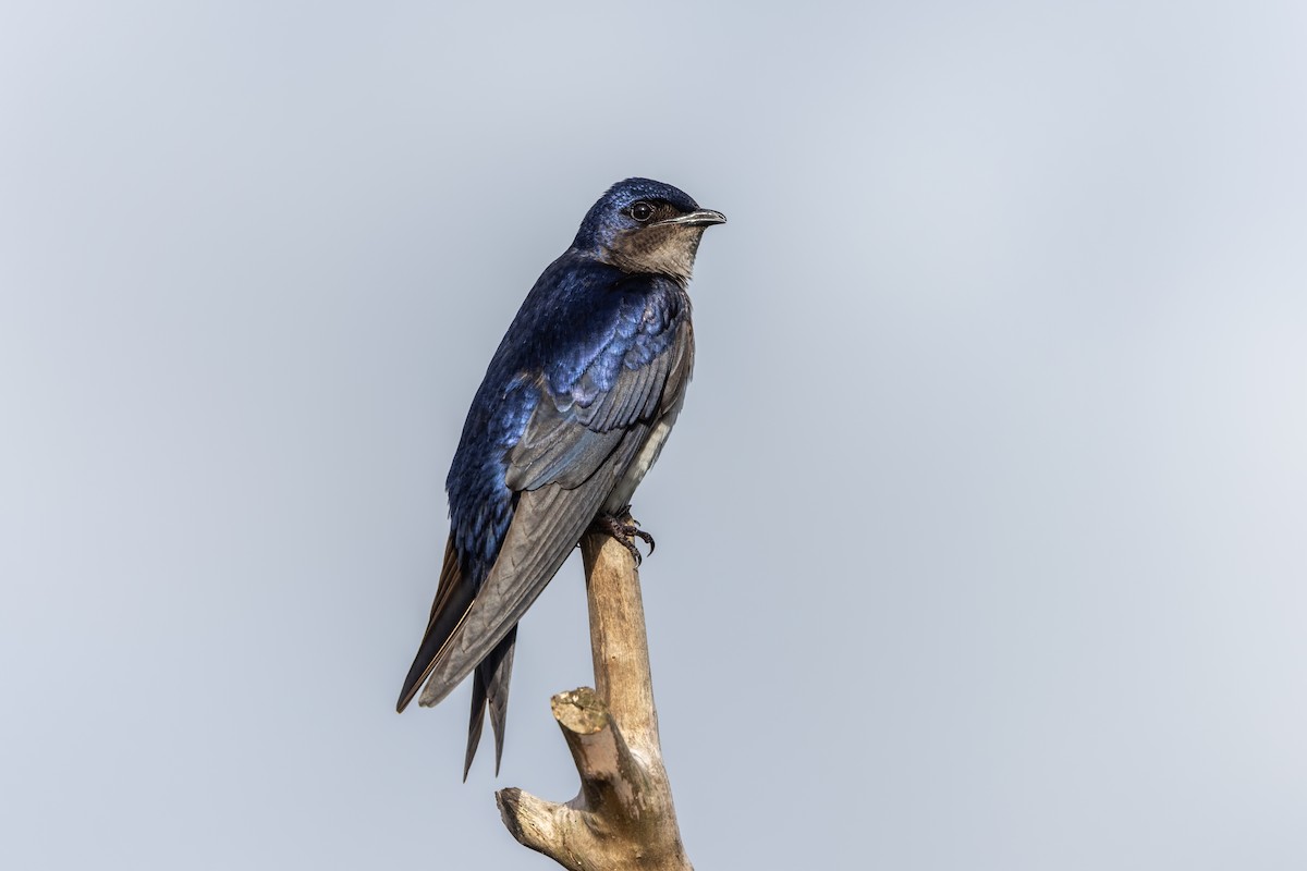 Gray-breasted Martin - ML645746462