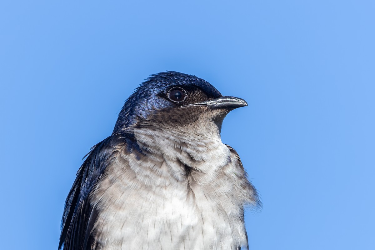Gray-breasted Martin - ML645746463