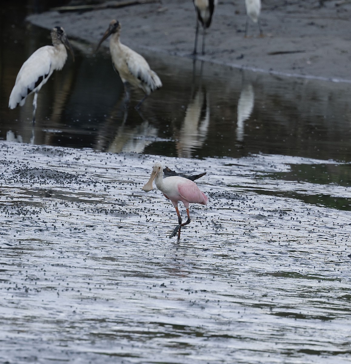 Roseate Spoonbill - ML645746464