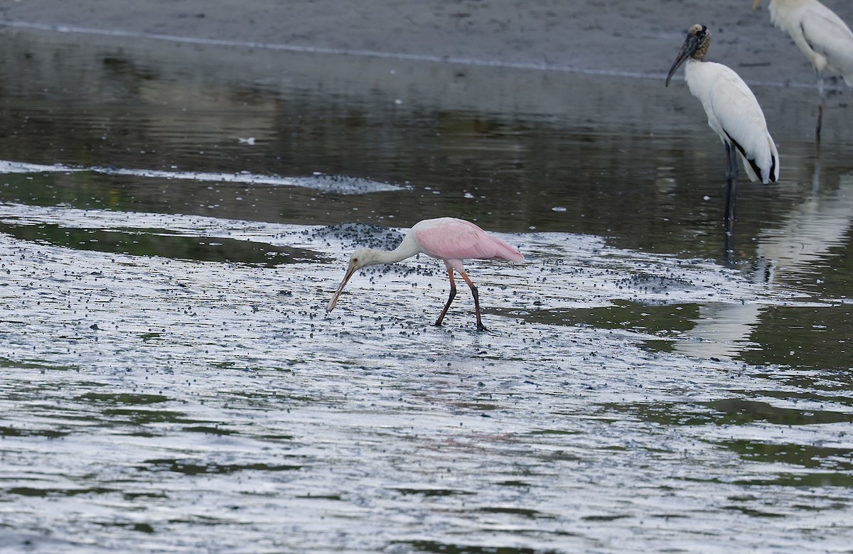 Roseate Spoonbill - ML645746465