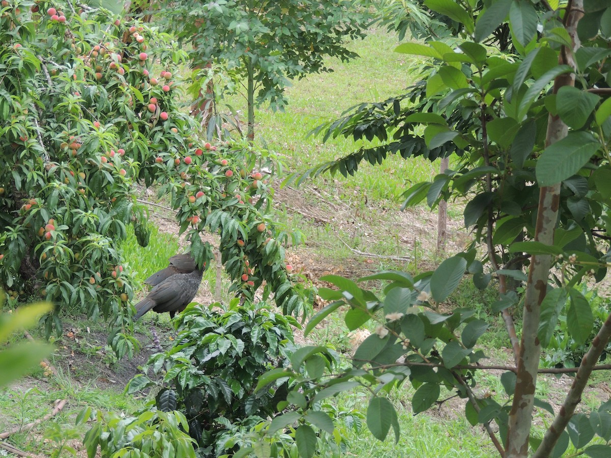 Dusky-legged Guan - ML645746467
