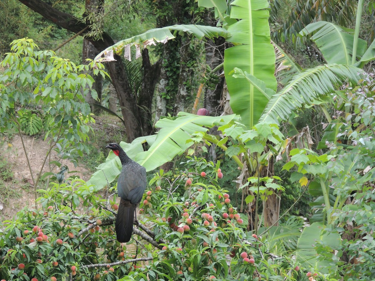 Dusky-legged Guan - ML645746468