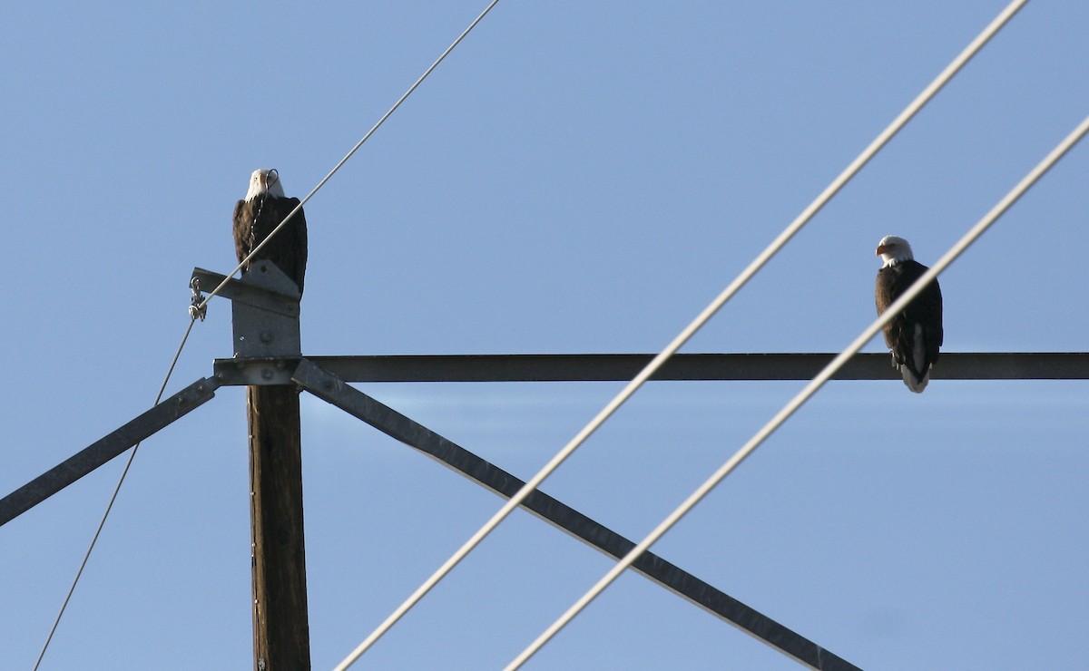 Bald Eagle - ML645746469