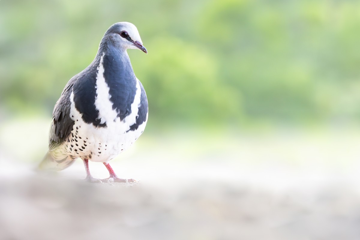 Wongataube - ML645746472