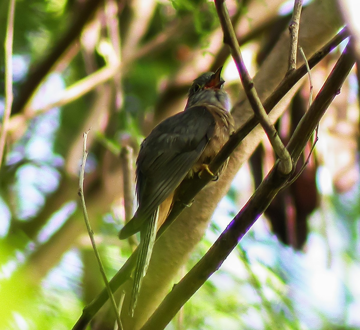 Moluccan Brush Cuckoo - ML645746477