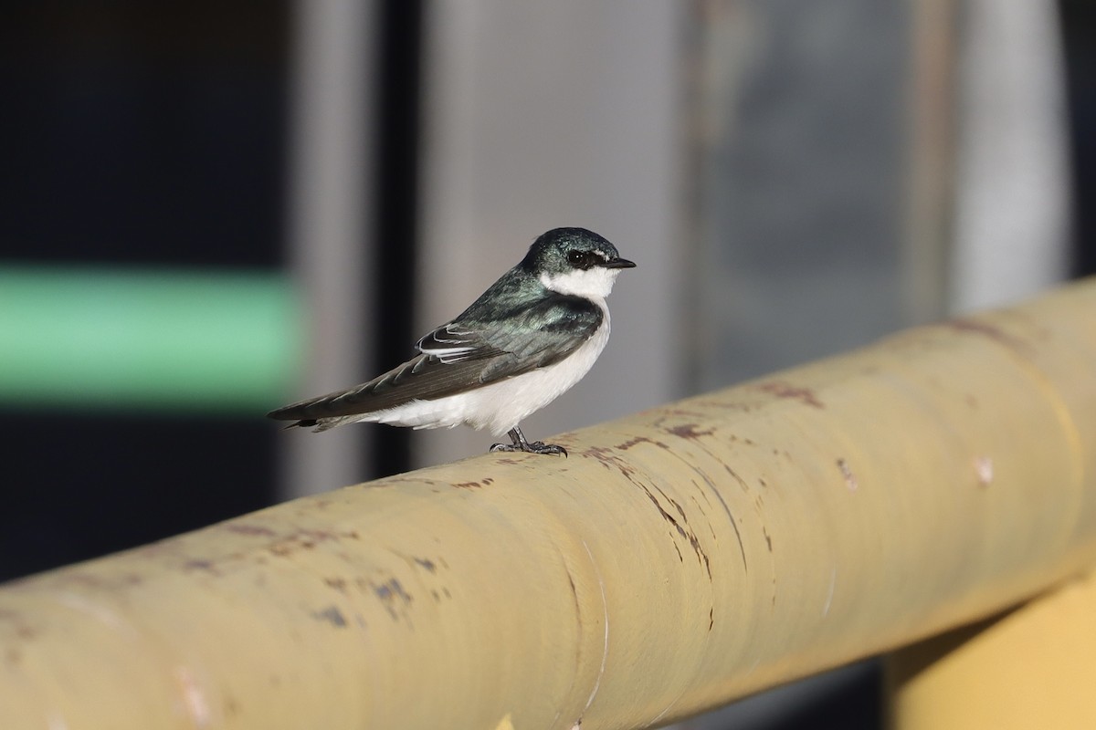 Mangrove Swallow - ML645746478
