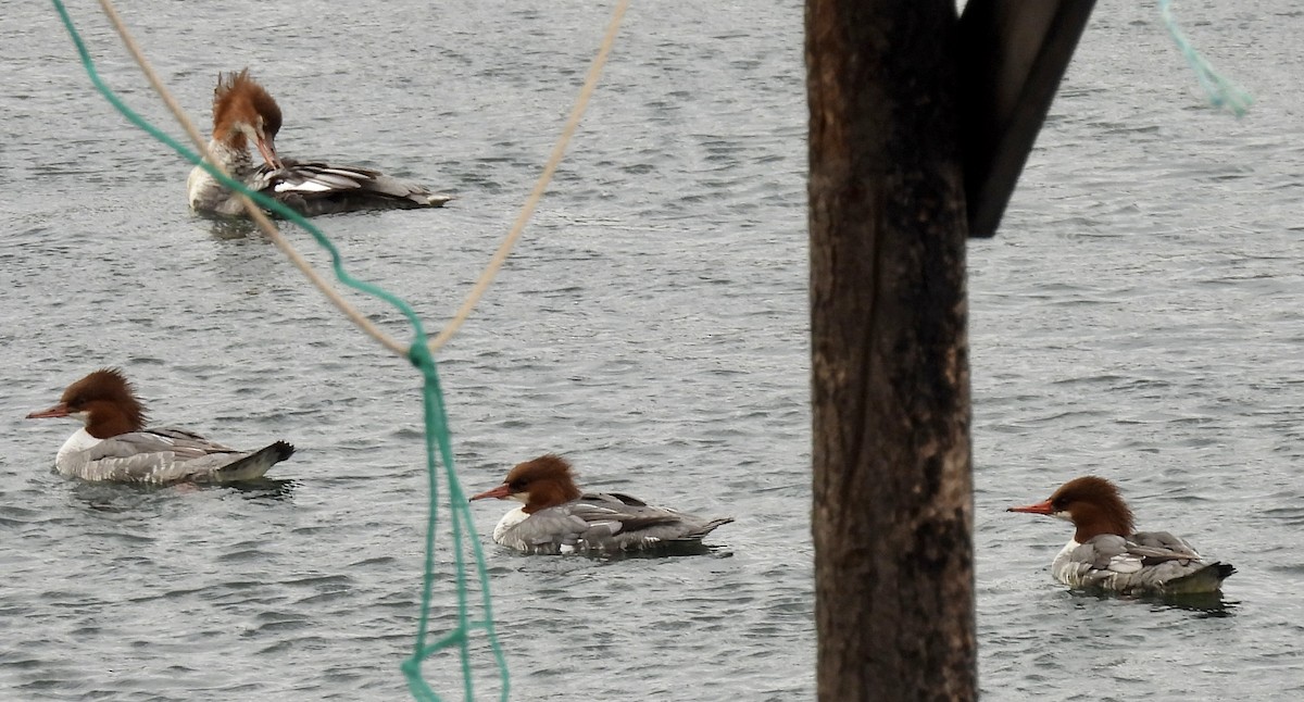 Common Merganser - ML645746479