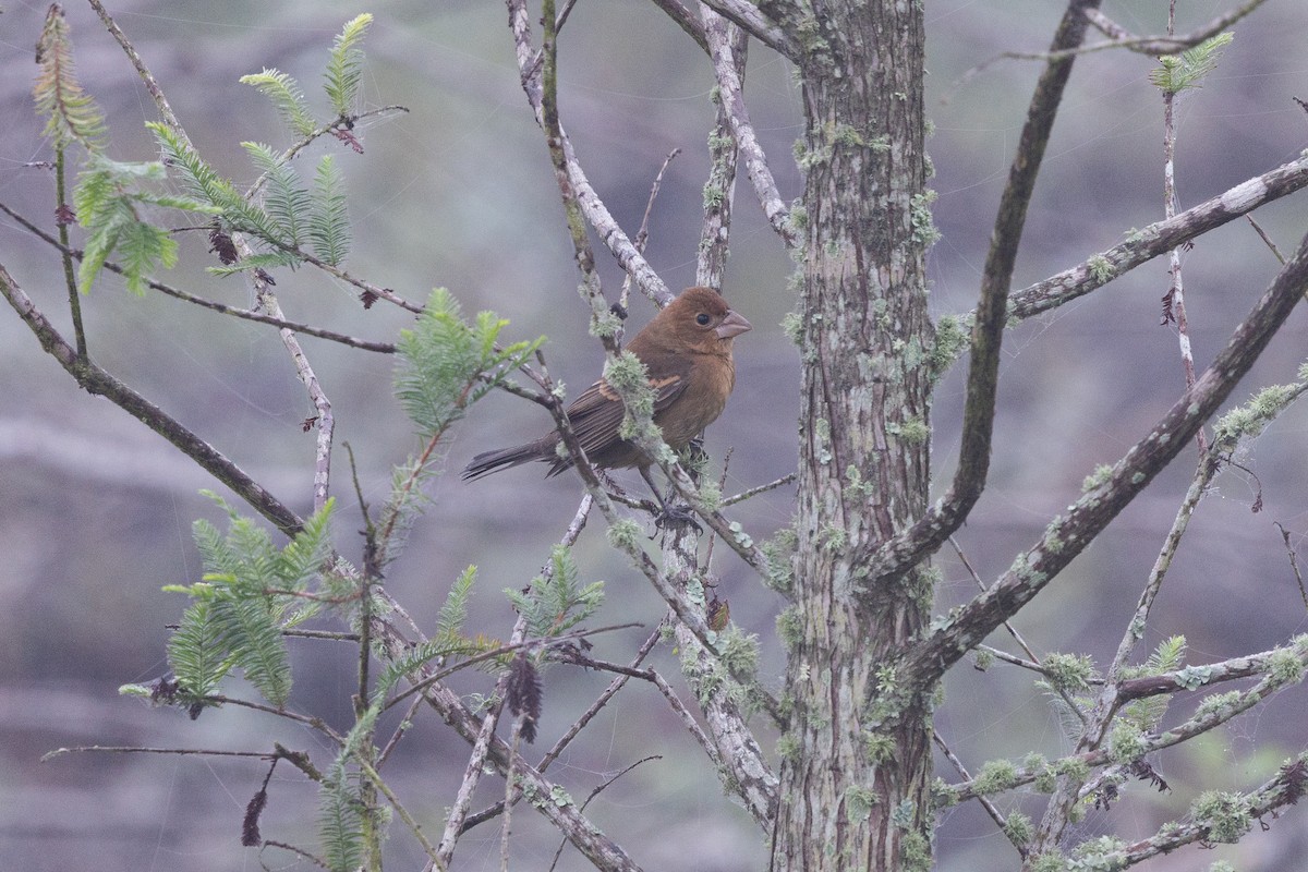 Blue Grosbeak - ML645746481