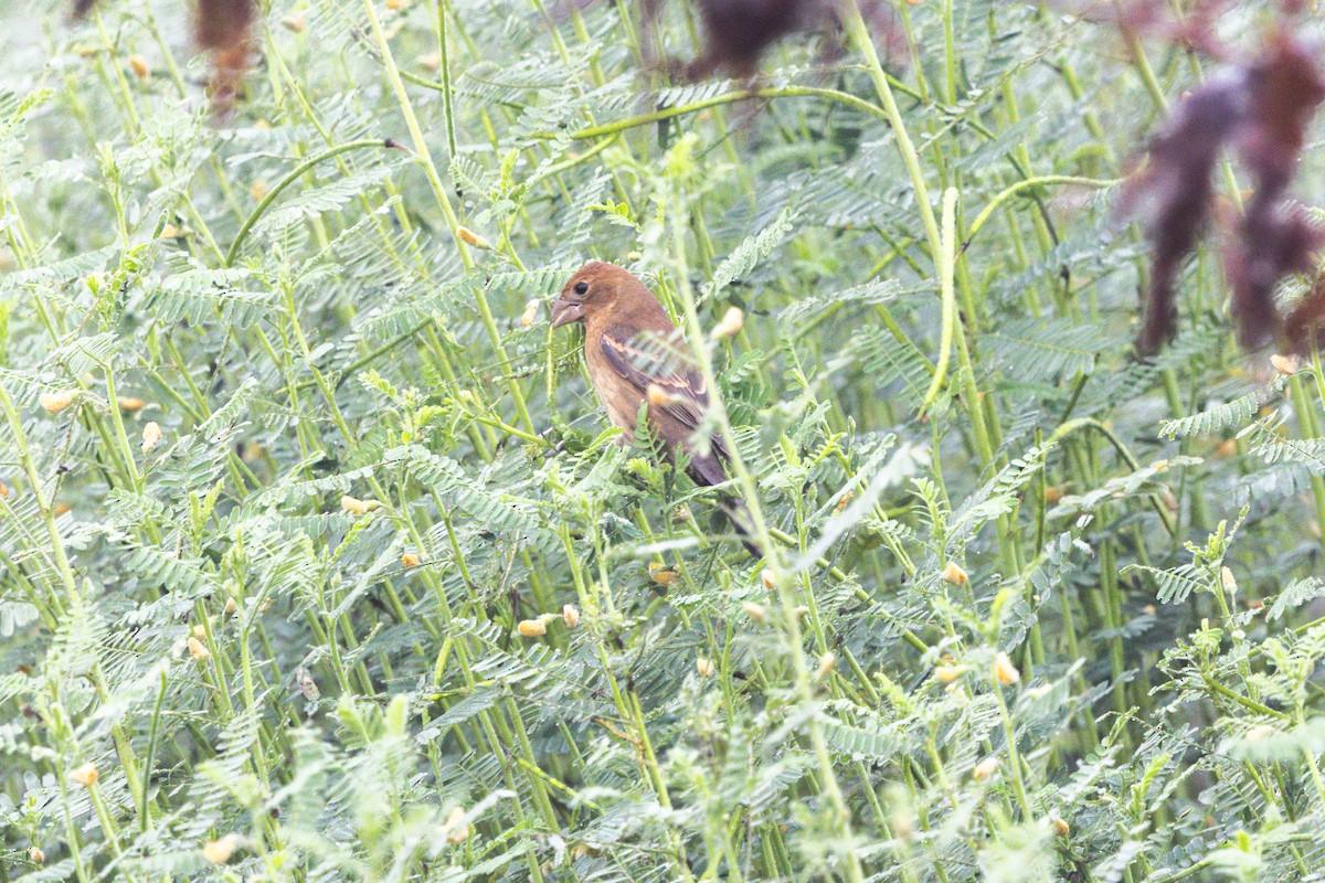 Blue Grosbeak - ML645746482