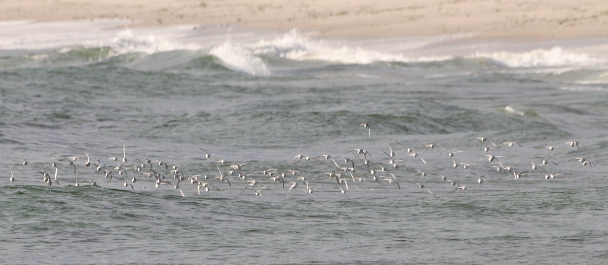 Песчанка - ML645746483