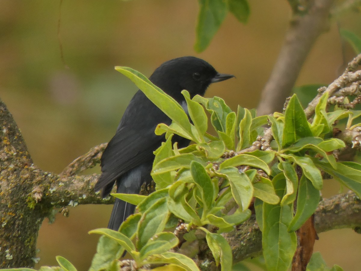 Glossy Flowerpiercer - ML645746484