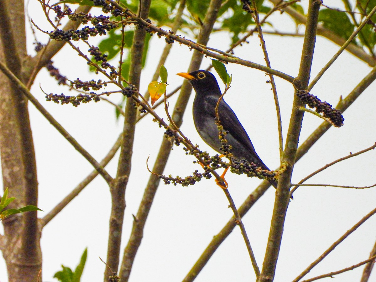 Yellow-legged Thrush - ML645746485