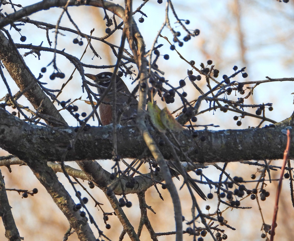 American Robin - ML645746486