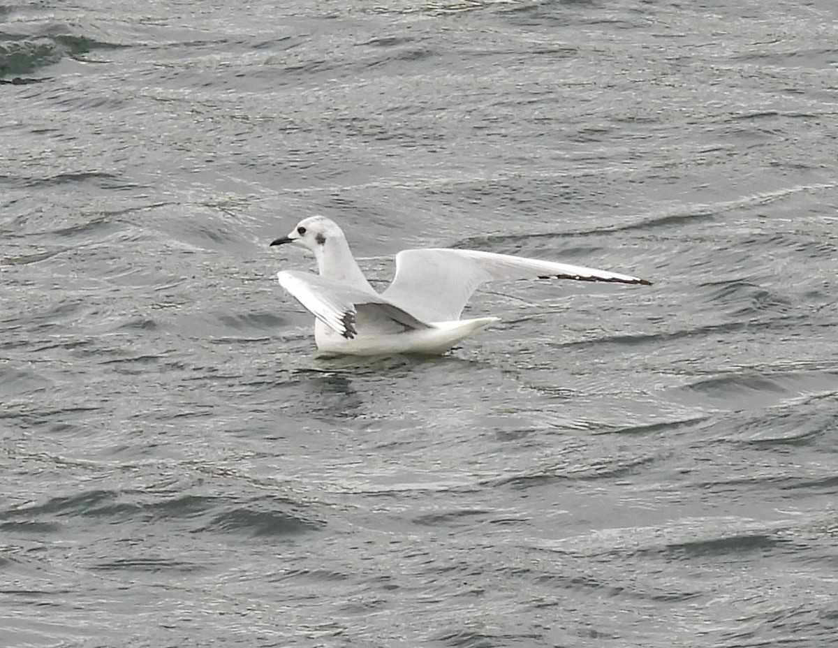 Bonaparte's Gull - ML645746492