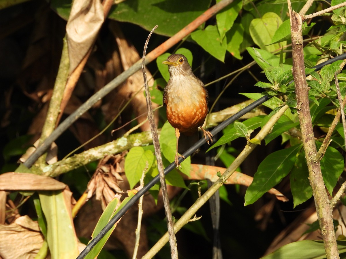 Rufous-bellied Thrush - ML645746497
