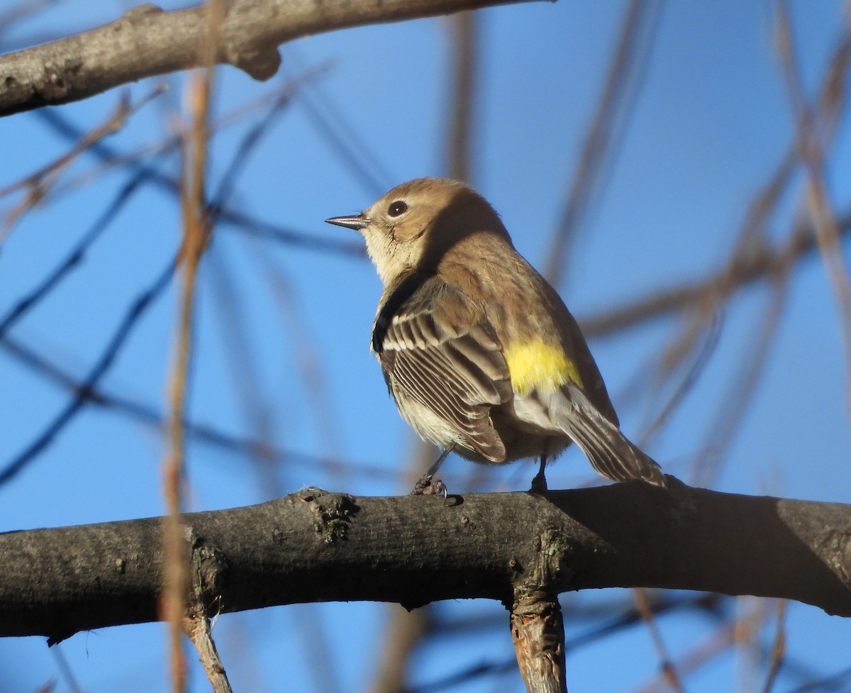 Yellow-rumped Warbler - ML645746502