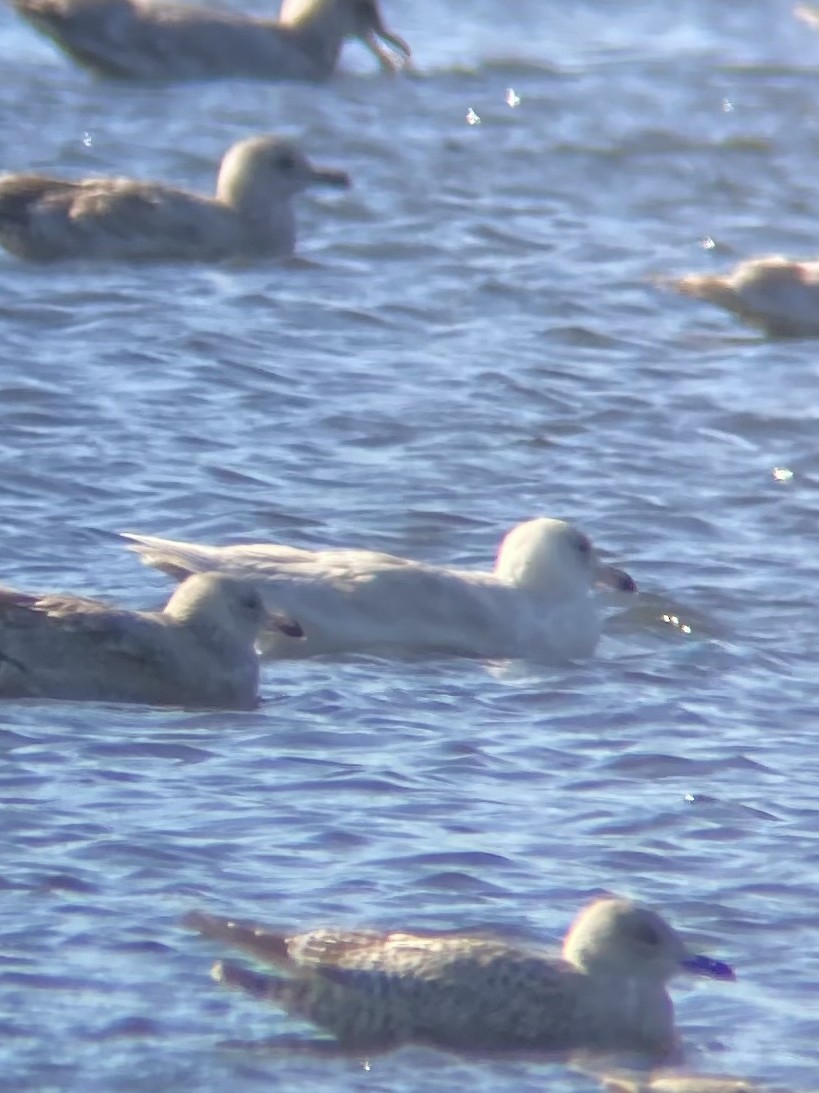 Glaucous Gull - ML645746510