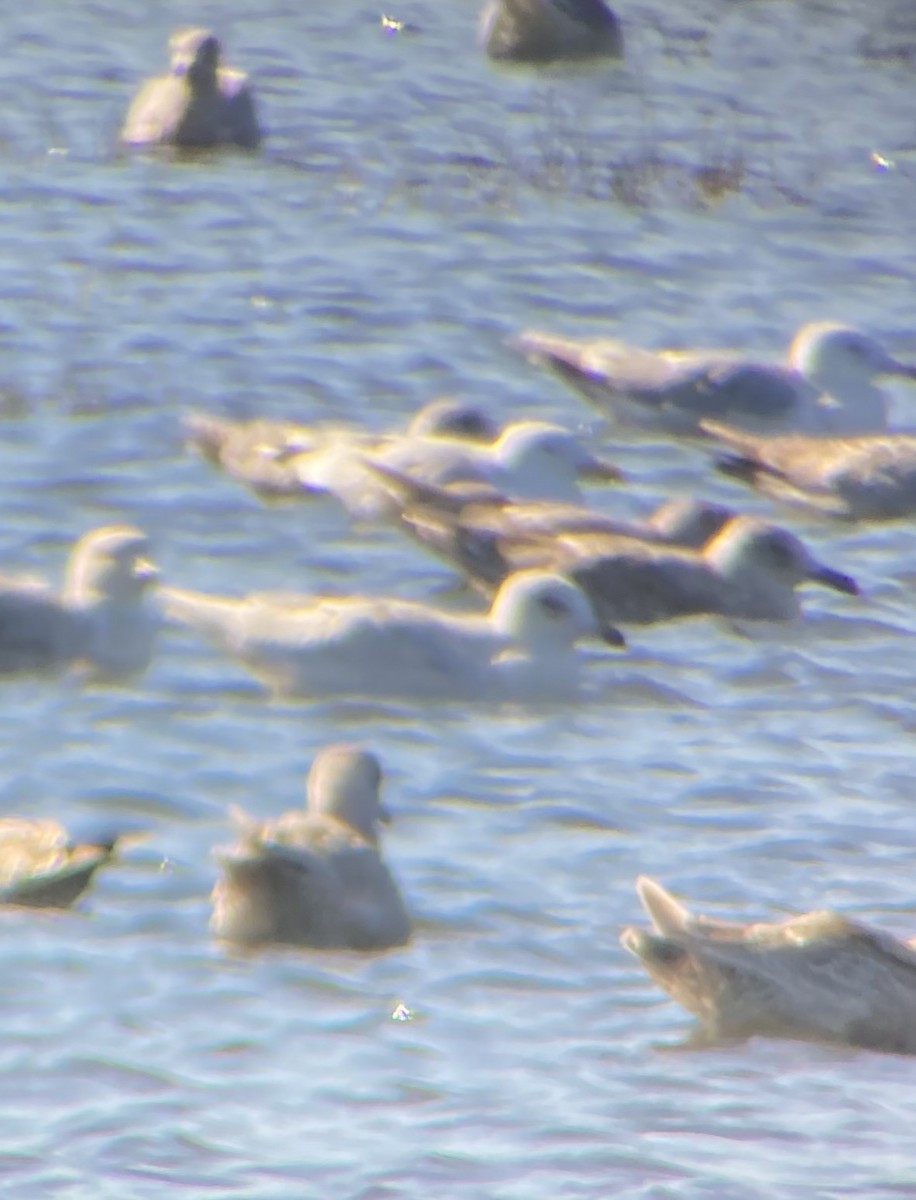 Glaucous Gull - ML645746511