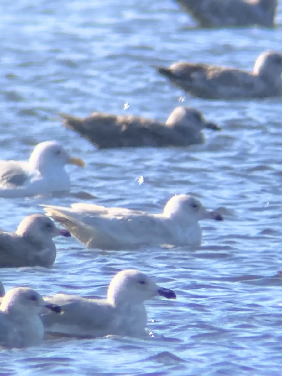 Glaucous Gull - ML645746512