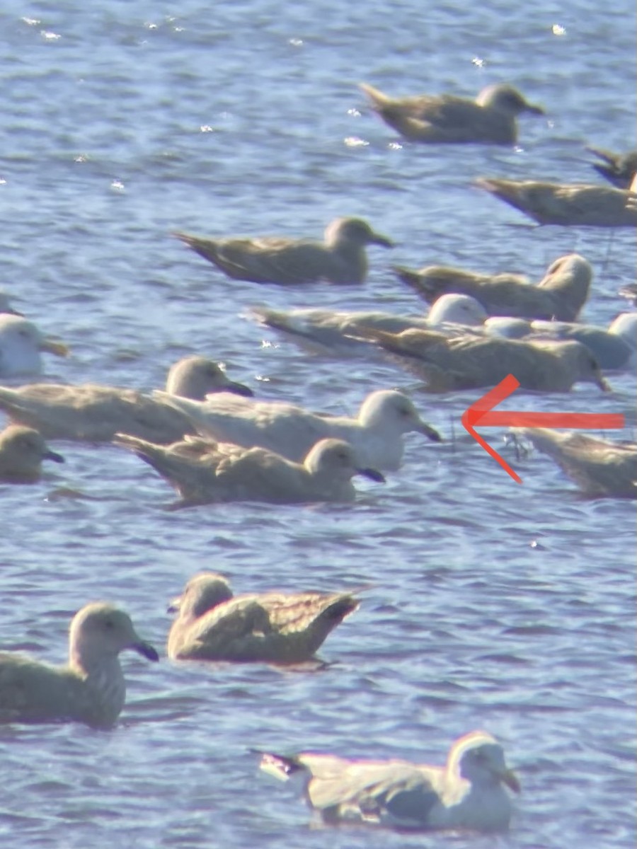 Glaucous Gull - ML645746513