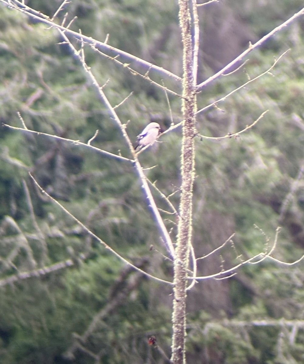 Northern Shrike - ML645746517