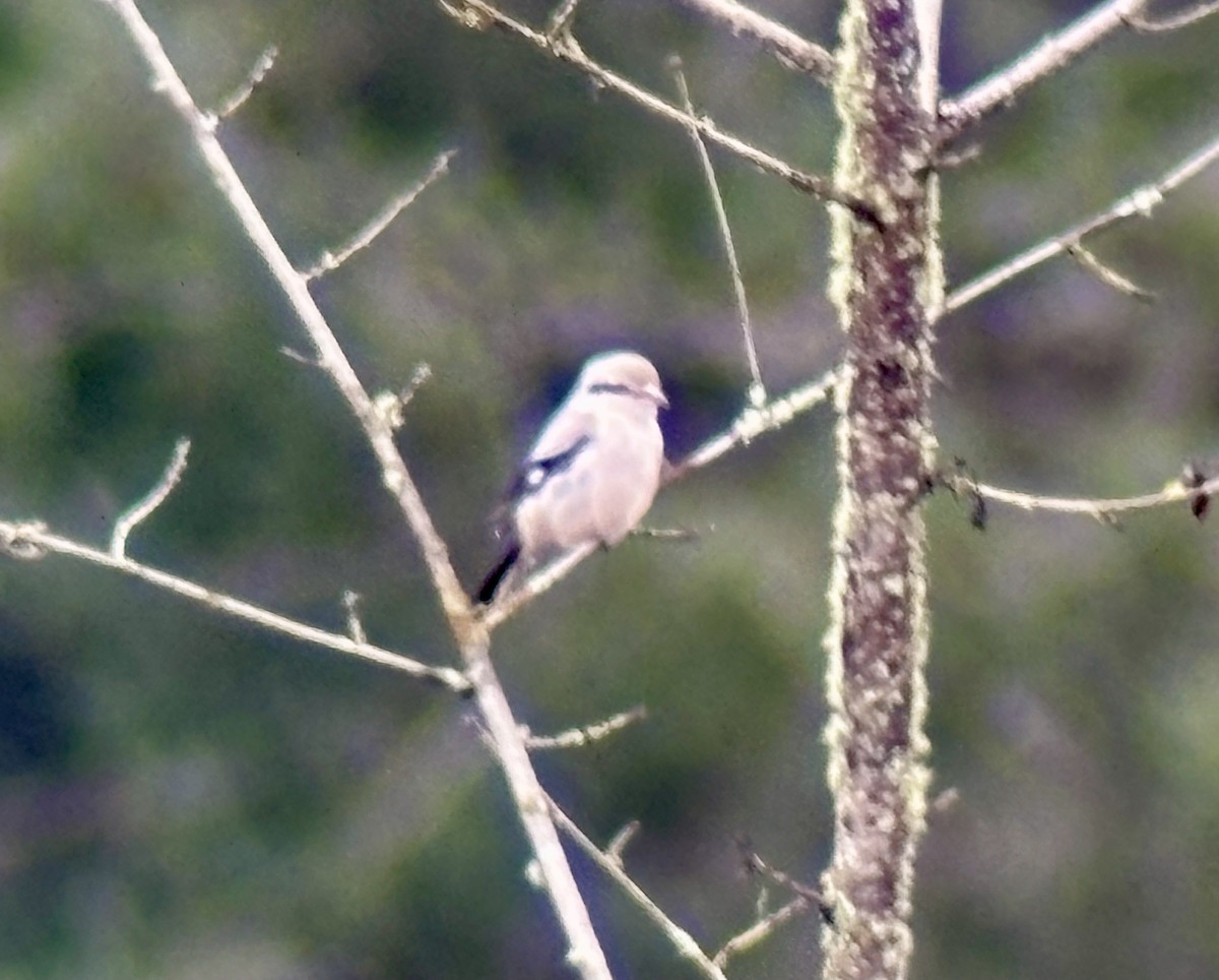Northern Shrike - ML645746518