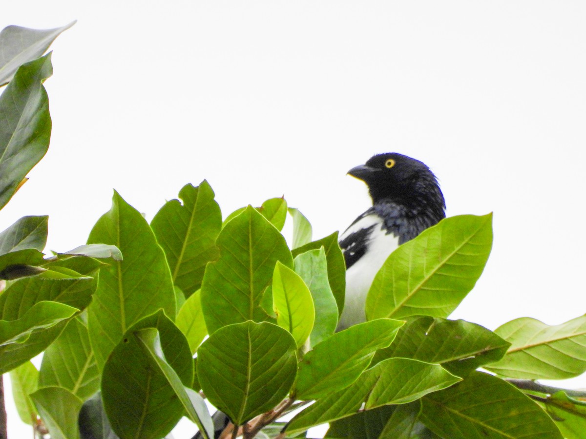 Magpie Tanager - ML645746522