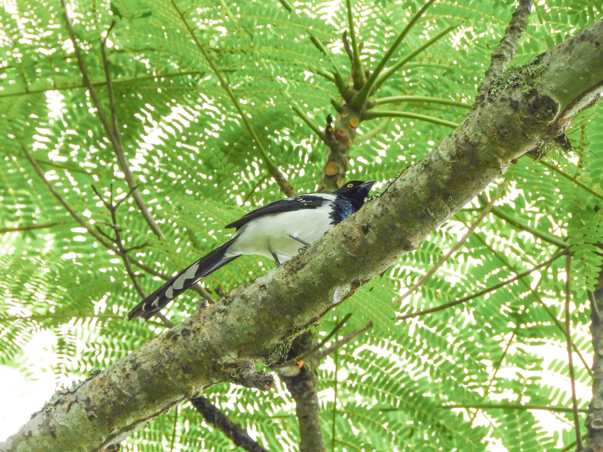 Magpie Tanager - ML645746523