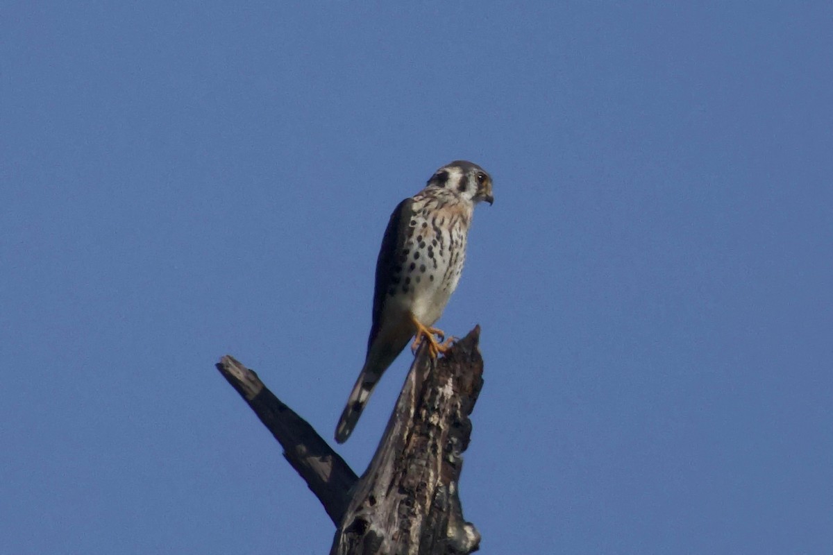 American Kestrel - ML645746526