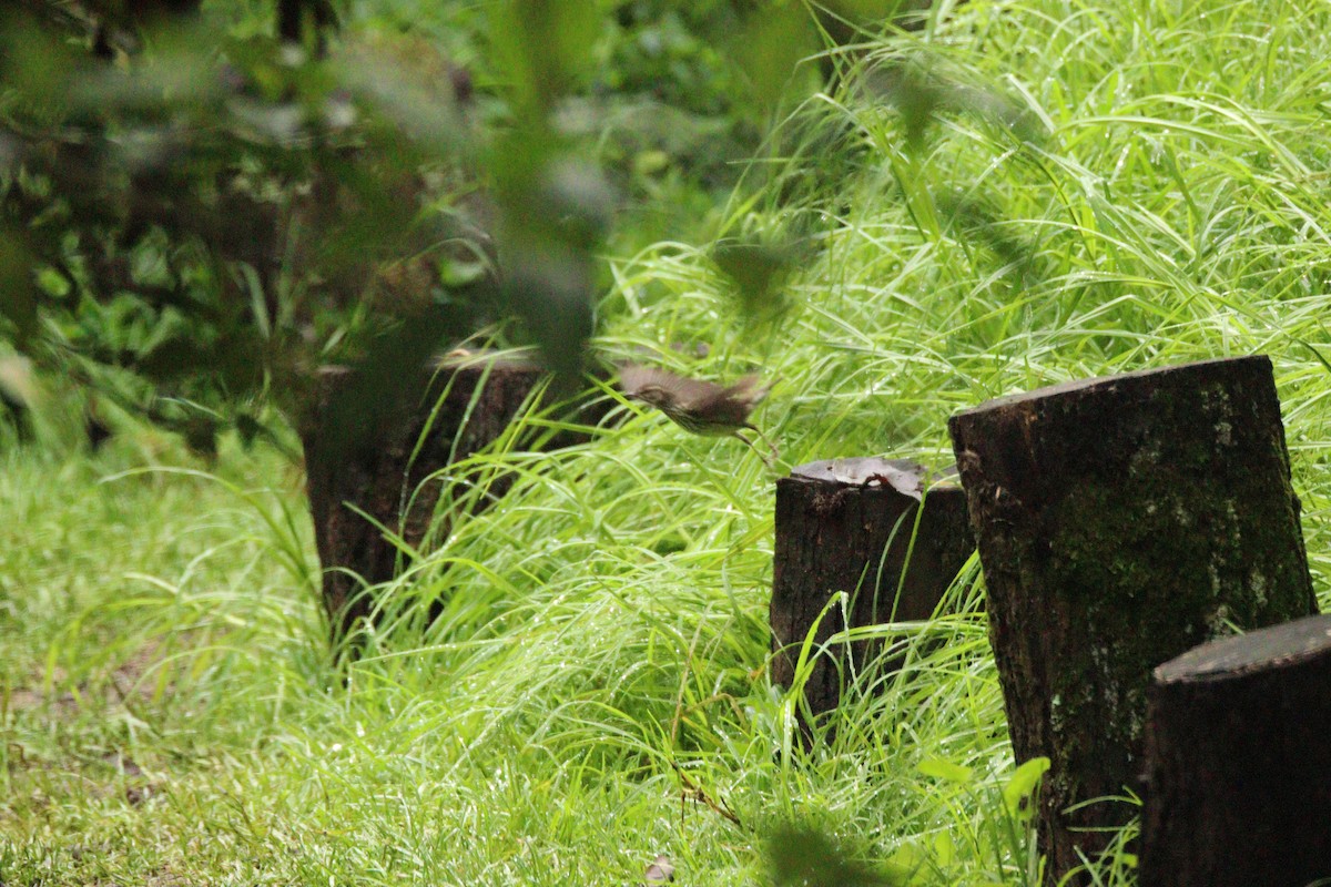 Northern Waterthrush - ML645746527