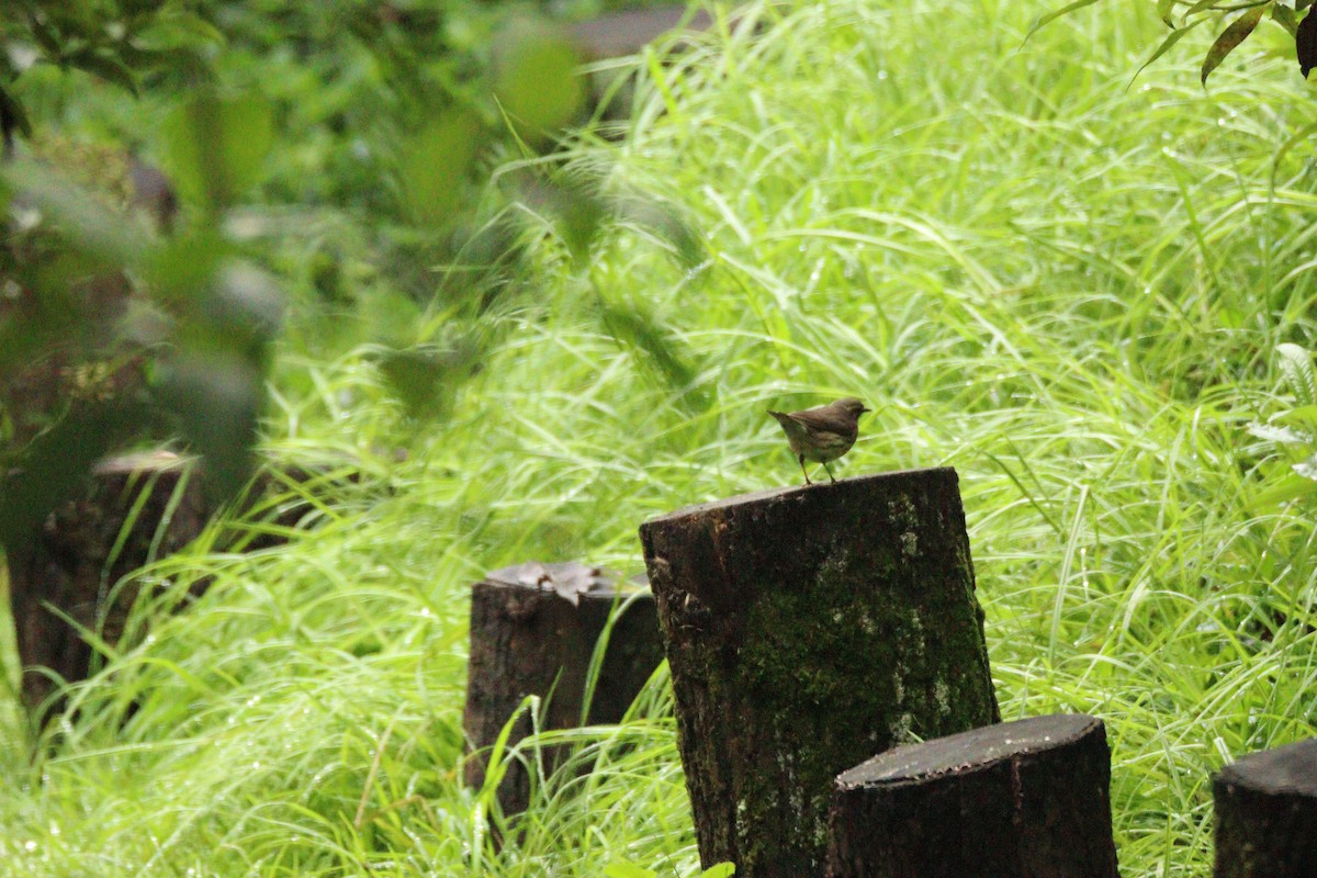 Northern Waterthrush - ML645746528